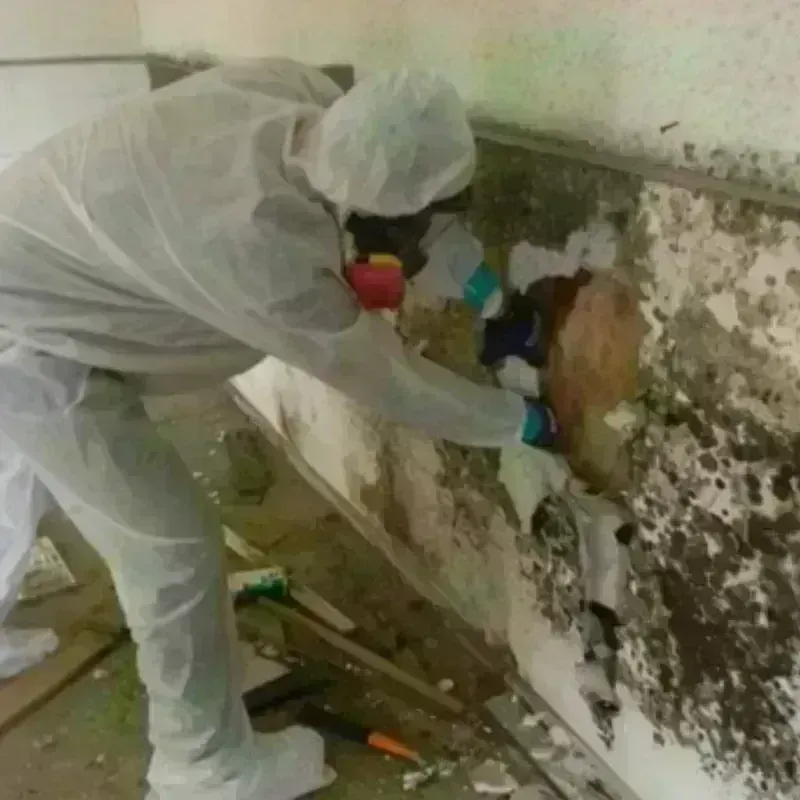 Mold Remediation and Removal in Collinsville, MS